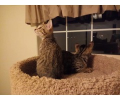 Royal Healthy Bengal Kittens available