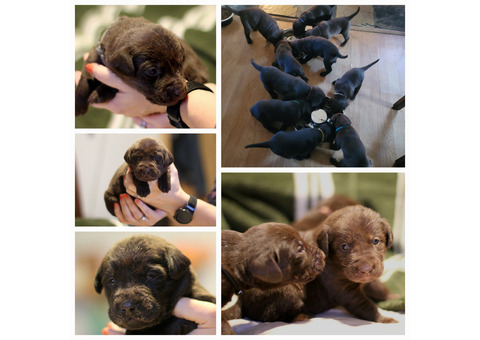 AKC Registered Chocolate Lab Puppies