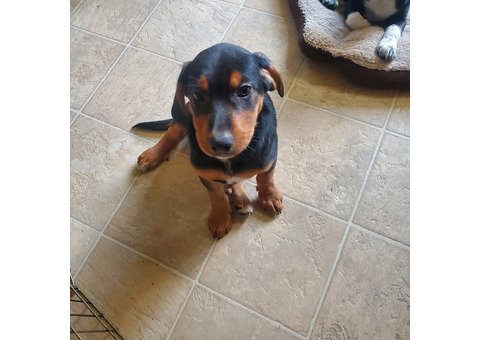 2 Puppies - Beagle mix