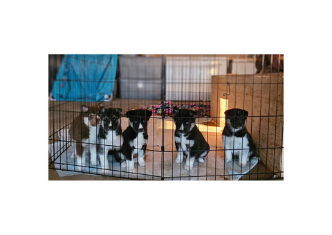 Puppies for sale