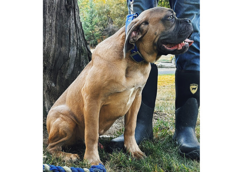 Young Mastiff for ADOPTION!