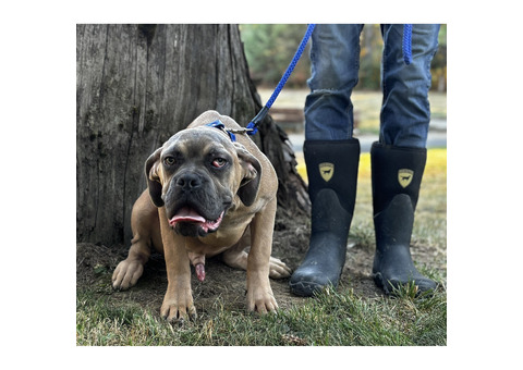 Young Mastiff for ADOPTION!