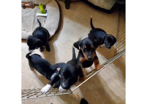 Puppies - Beagle mix