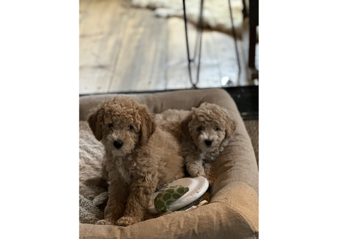 Mini Goldendoodles for sale