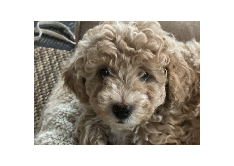 Mini Goldendoodles for sale