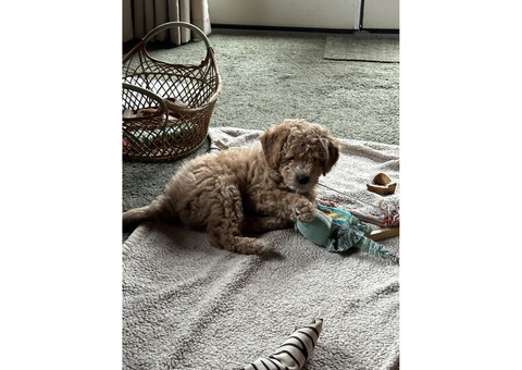 Mini Goldendoodles for sale