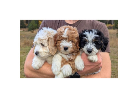 Mini Bernedoodle Puppies