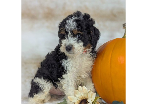 Mini Bernedoodle Puppies