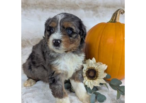 Mini Aussiedoodle Puppies 