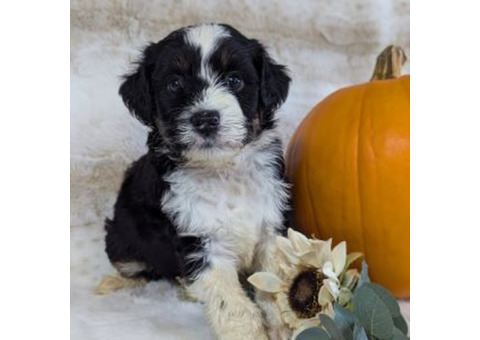 Mini Aussiedoodle Puppies 