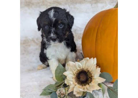 Mini Aussiedoodle Puppies 