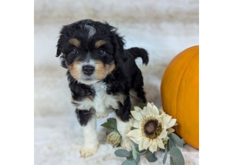 Mini Aussiedoodle Puppies 