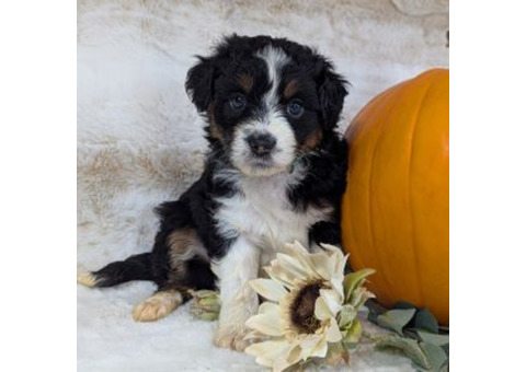 Mini Aussiedoodle Puppies 