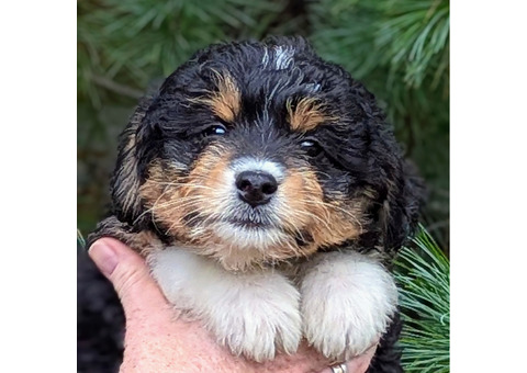 Christmas PUPPIES!