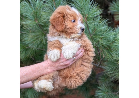 Christmas PUPPIES!