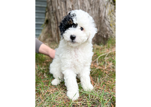 Mini Bernedoodles Ready To Go Home April 14! 
