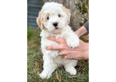 Mini Bernedoodles Ready To Go Home April 14! 