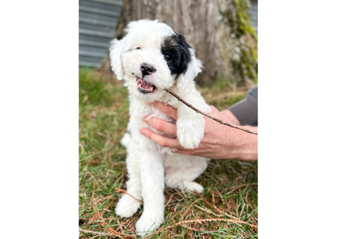 Mini Bernedoodles Ready To Go Home April 14! 
