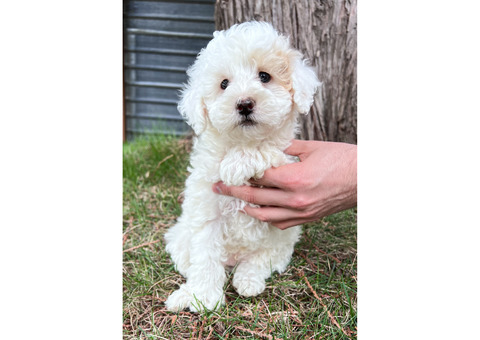 Mini Bernedoodles Ready To Go Home April 14! 