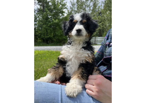 Adorable Mirco/Mini Bernedoodle Puppies!