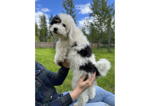 Adorable Mirco/Mini Bernedoodle Puppies!