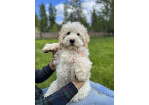 Adorable Mirco/Mini Bernedoodle Puppies!