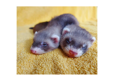 Ferrets