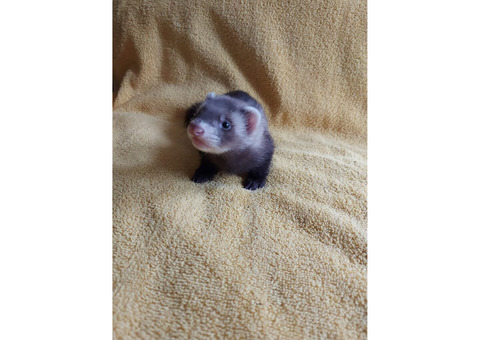 Ferrets
