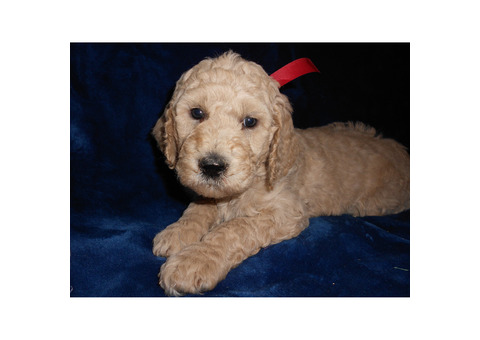 F1BB GOLDENDOODLE PUPPIES