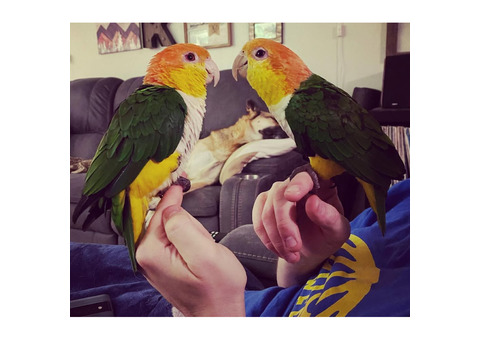 Re-homing 2 male Caiques