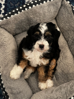 Mini Bernedoodle Puppies 