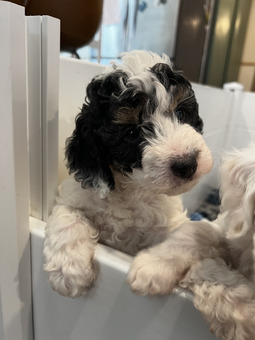 Mini Bernedoodle Puppies 