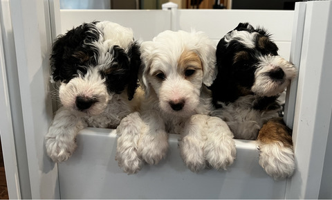 Mini Bernedoodle Puppies 